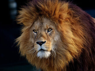 Aslan neyin simgesi