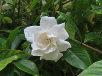 gardenya çiçeği anlamı