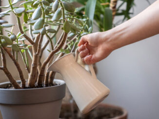 crassula ovata
