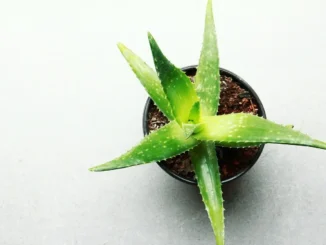 Aloe Vera Anlamı