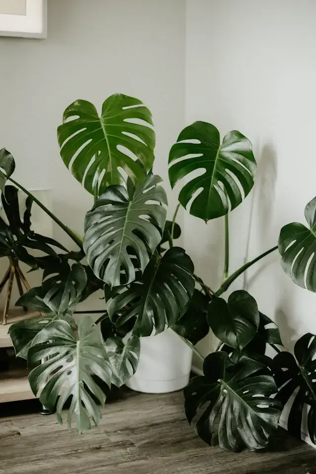 monstera bitkisi