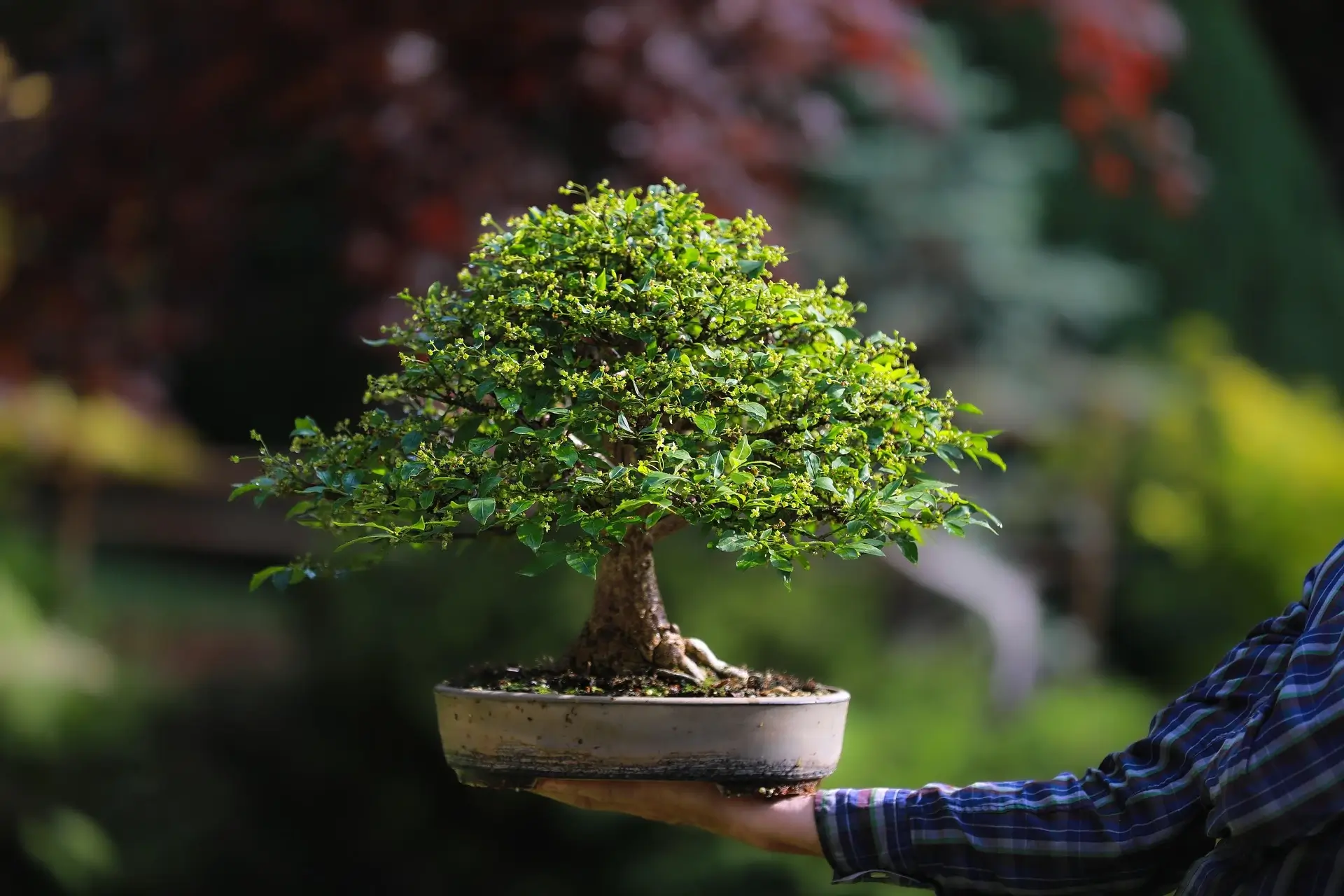 Bonsai Aacnn Anlam ve Trleri: Doayla Uyumun Simgesi - Anlamlar
