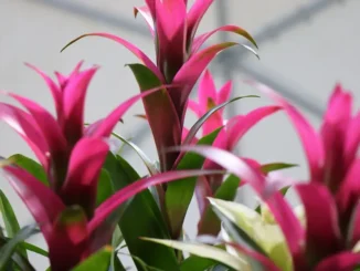 pembe guzmanya