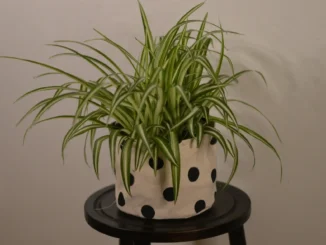 spider plant