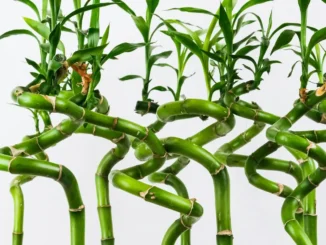 Dracaena sanderiana