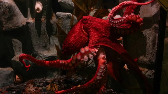 ahtapot neyi simgeler