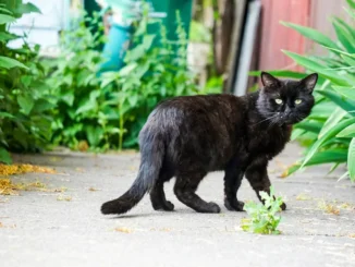 insanın önünden kara kedi geçmesi ne anlama gelir